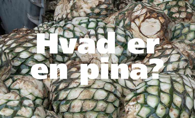 Hvad er en tequila pina?