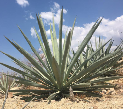 Espadin agave