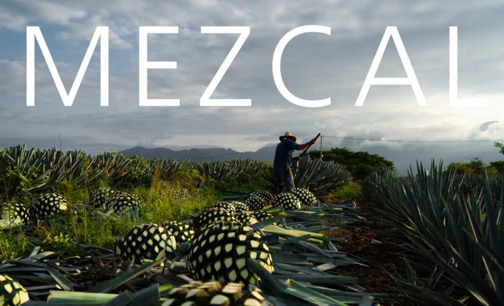 mezcal